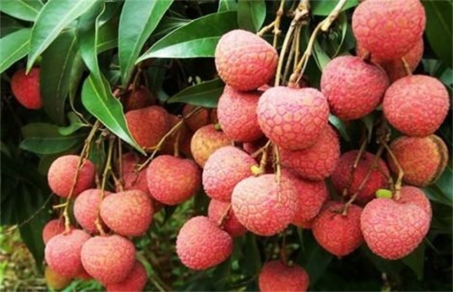 荔枝常见病虫害及防治