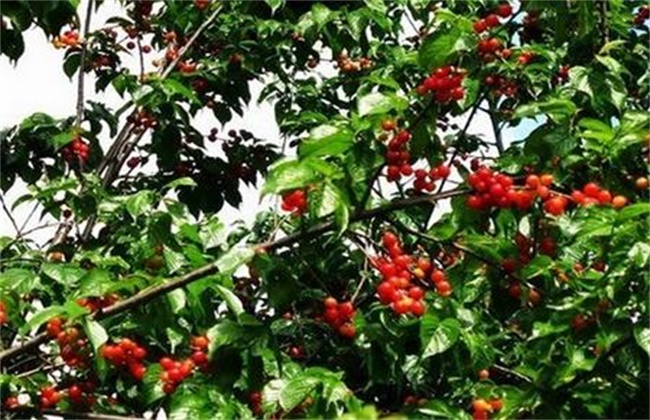 樱桃种植的注意事项