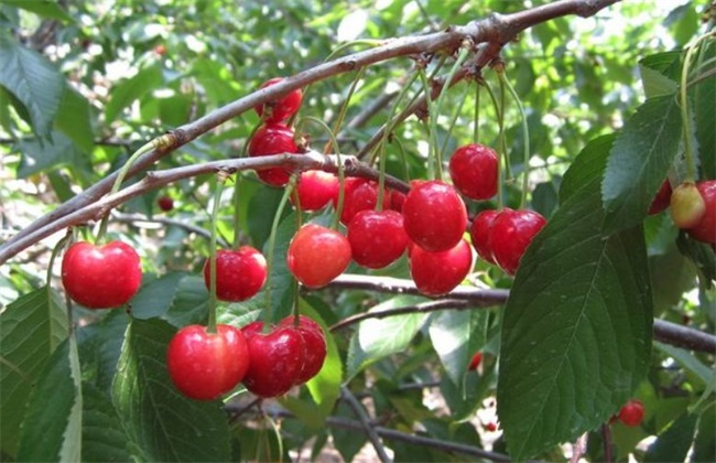 樱桃种植的注意事项