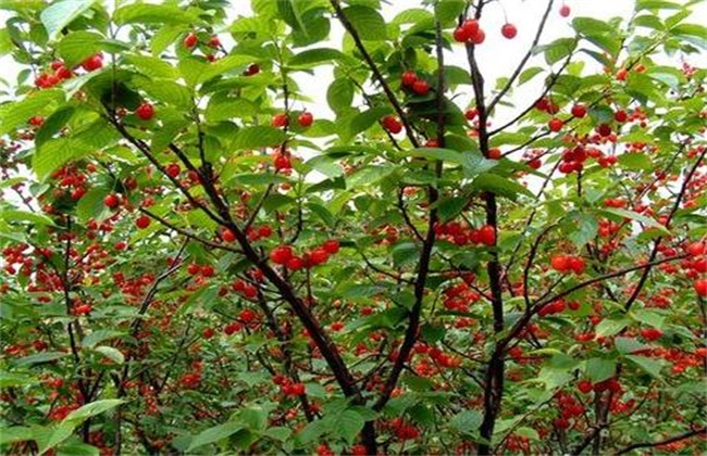 樱桃种植的注意事项