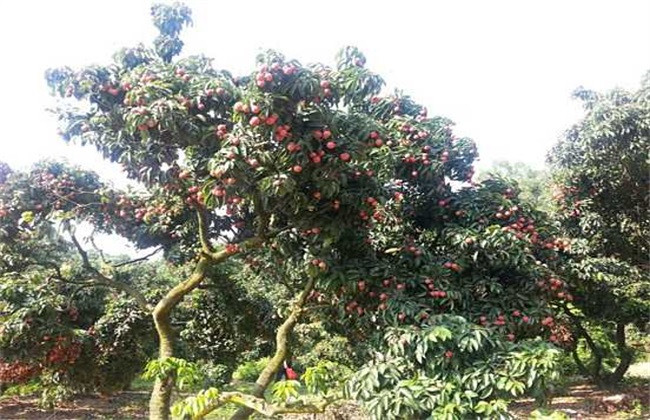  荔枝的种植方法