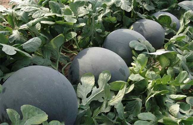 西瓜常见品种