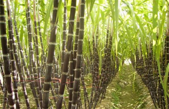 怎么种植甘蔗才好