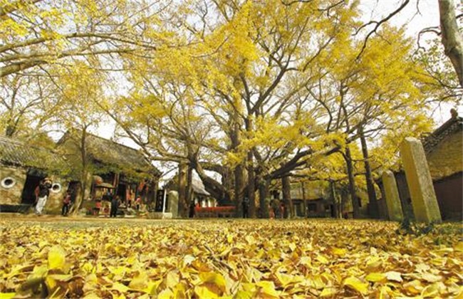 银杏的四种繁殖方法