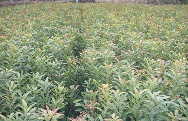 如何提高杨梅种植的成活率