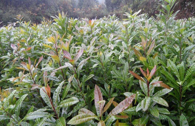 如何提高杨梅种植的成活率