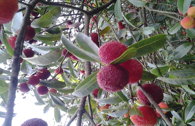 如何提高杨梅种植的成活率