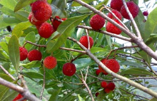 如何提高杨梅种植的成活率