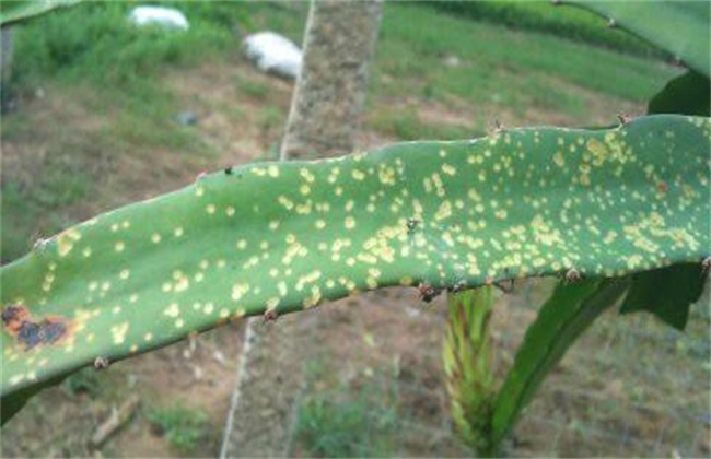 火龙果的病虫害防治方法