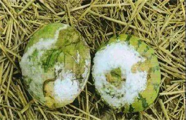 西瓜常见病害及防治