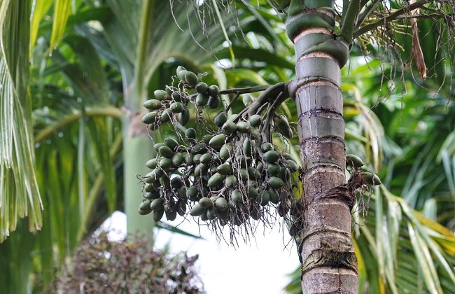 槟榔种植的注意事项