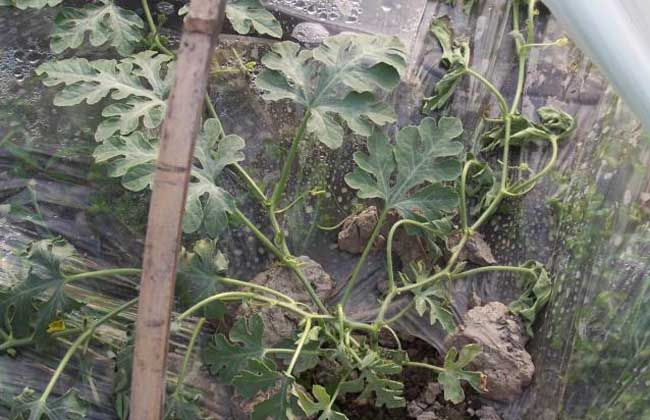 西瓜常见病害及防治