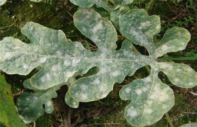 西瓜常见病害及防治