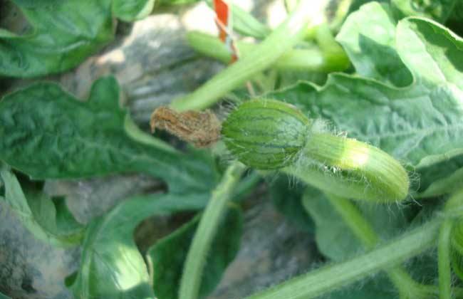 西瓜常见病害及防治