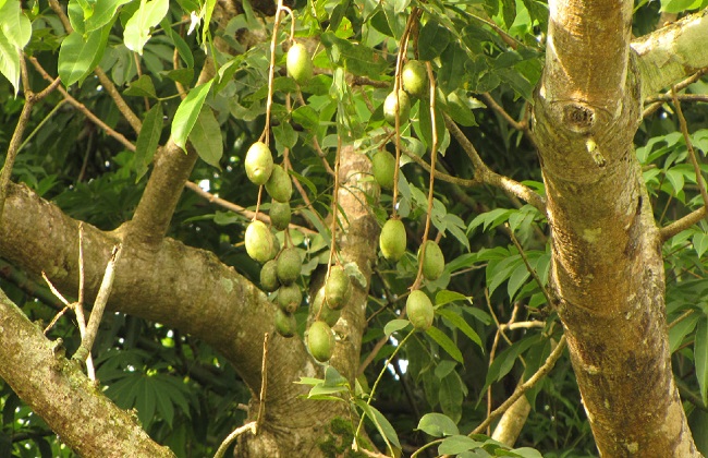 槟榔种植的注意事项