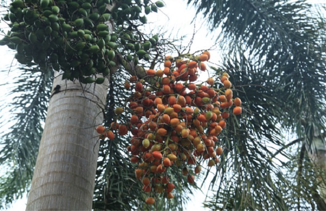 槟榔种植的注意事项