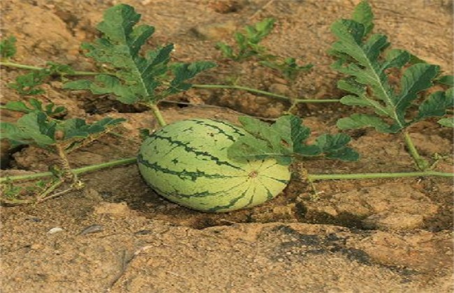 西瓜种植所需要的环境