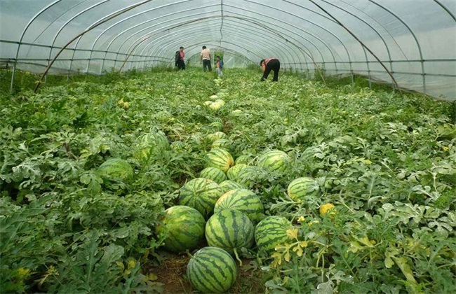 西瓜种植所需要的环境