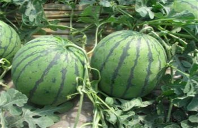 西瓜种植所需要的环境