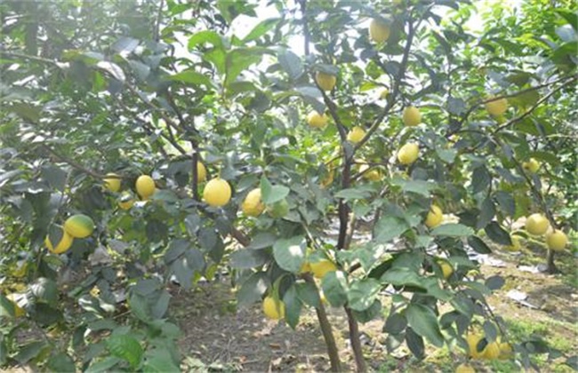 柠檬的种植方法
