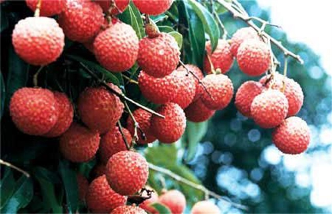 荔枝裂果怎么办