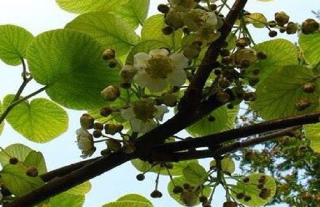 猕猴桃人工授粉的原因与方法