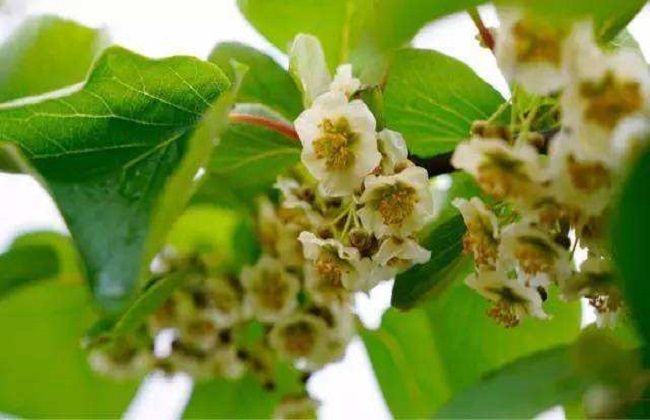 猕猴桃人工授粉的原因与方法