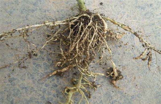 猕猴桃的常见病虫害及防治方法