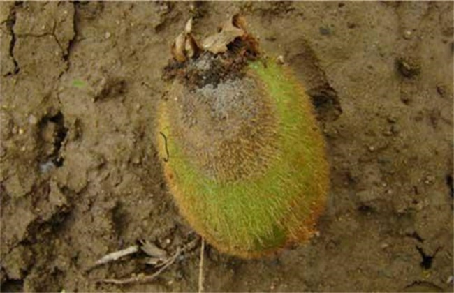 猕猴桃的常见病虫害及防治方法