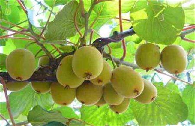 猕猴桃的常见病虫害及防治方法