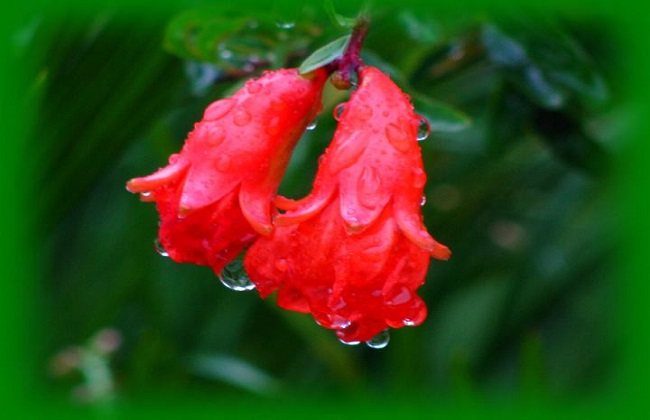 石榴种植的注意事项