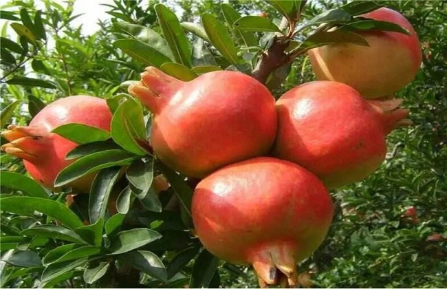 石榴种植的注意事项