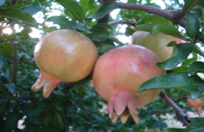 石榴种植的注意事项