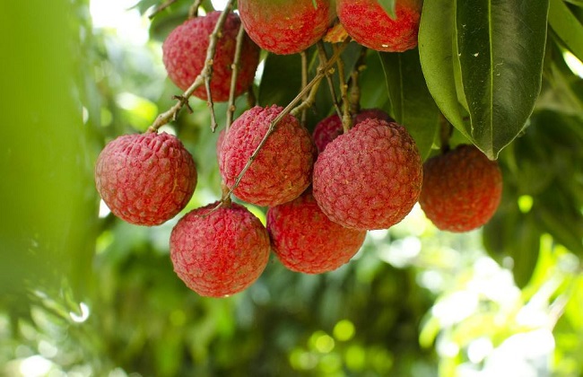 如何提高荔枝的产量