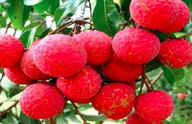 如何提高荔枝的产量