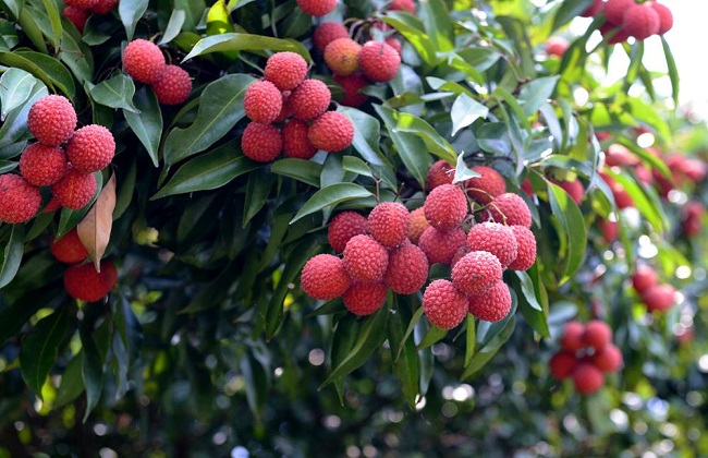 如何提高荔枝的产量