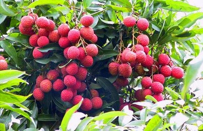 如何提高荔枝的产量