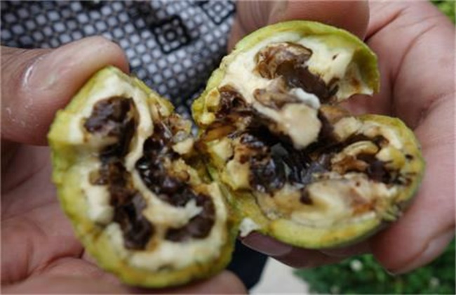 核桃常见的病害及防治方法