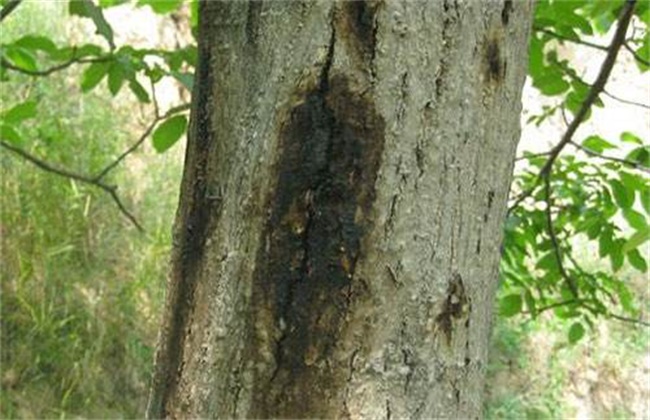 核桃常见的病害及防治方法