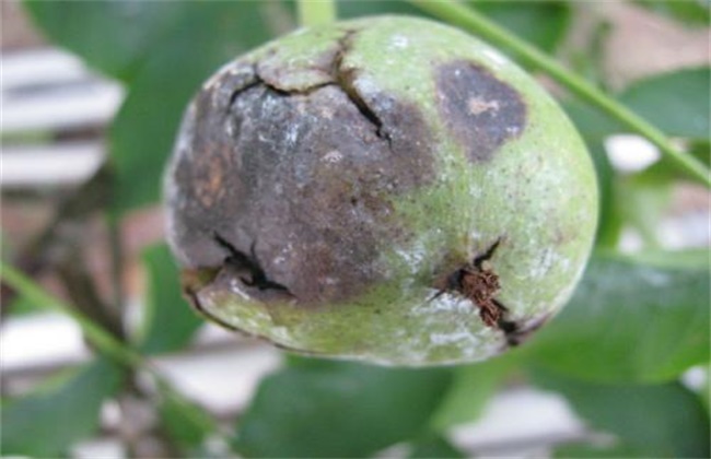 核桃常见的病害及防治方法