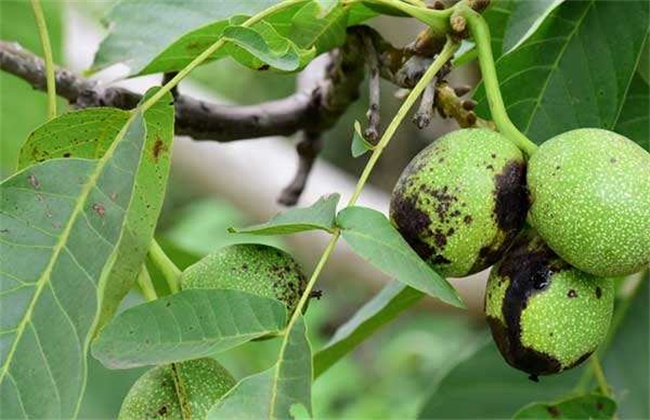 核桃常见的病害及防治方法