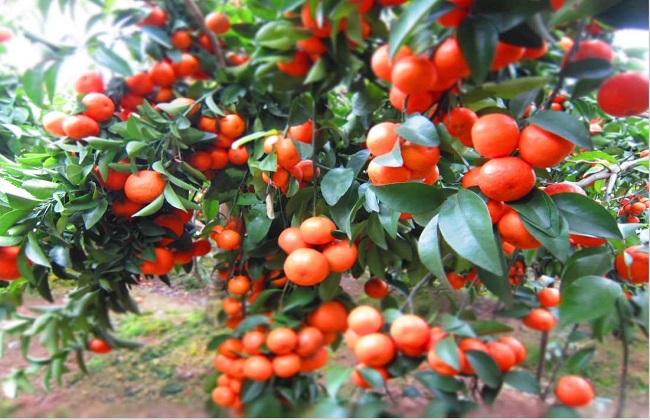 沙糖桔的果园种植技术及管理方法