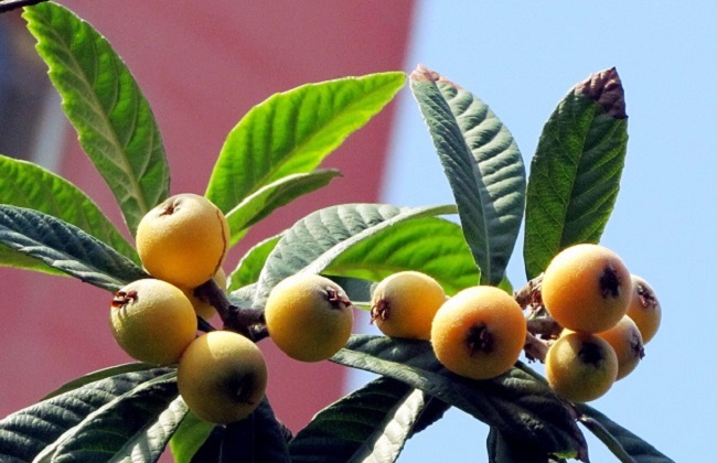 枇杷的种植要点及注意事项