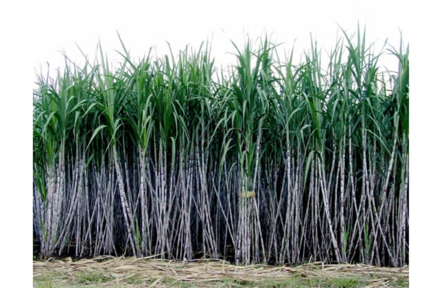 甘蔗种植的时间与注意事项