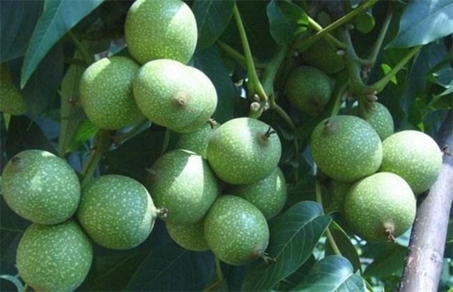 核桃的种植方法