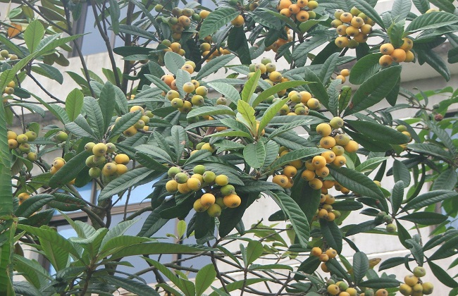 枇杷的种植要点及注意事项