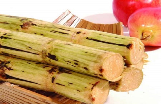 甘蔗种植的时间与注意事项