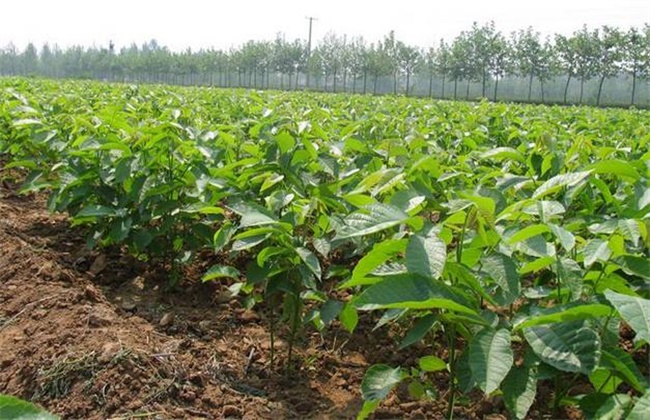 核桃的种植方法