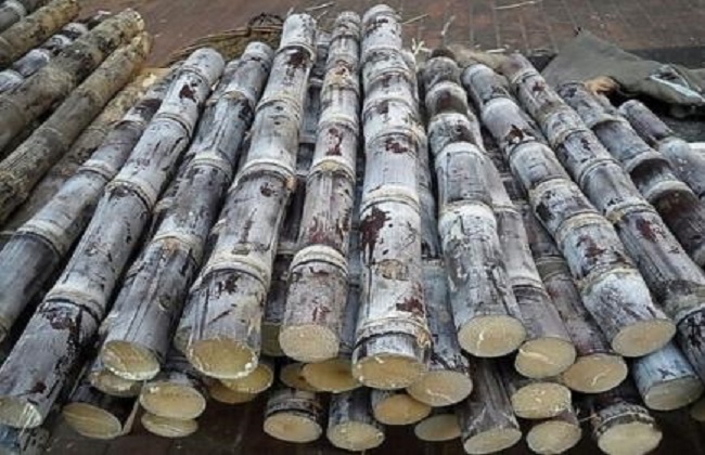 甘蔗种植的时间与注意事项