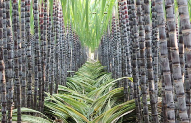 甘蔗种植的时间与注意事项
